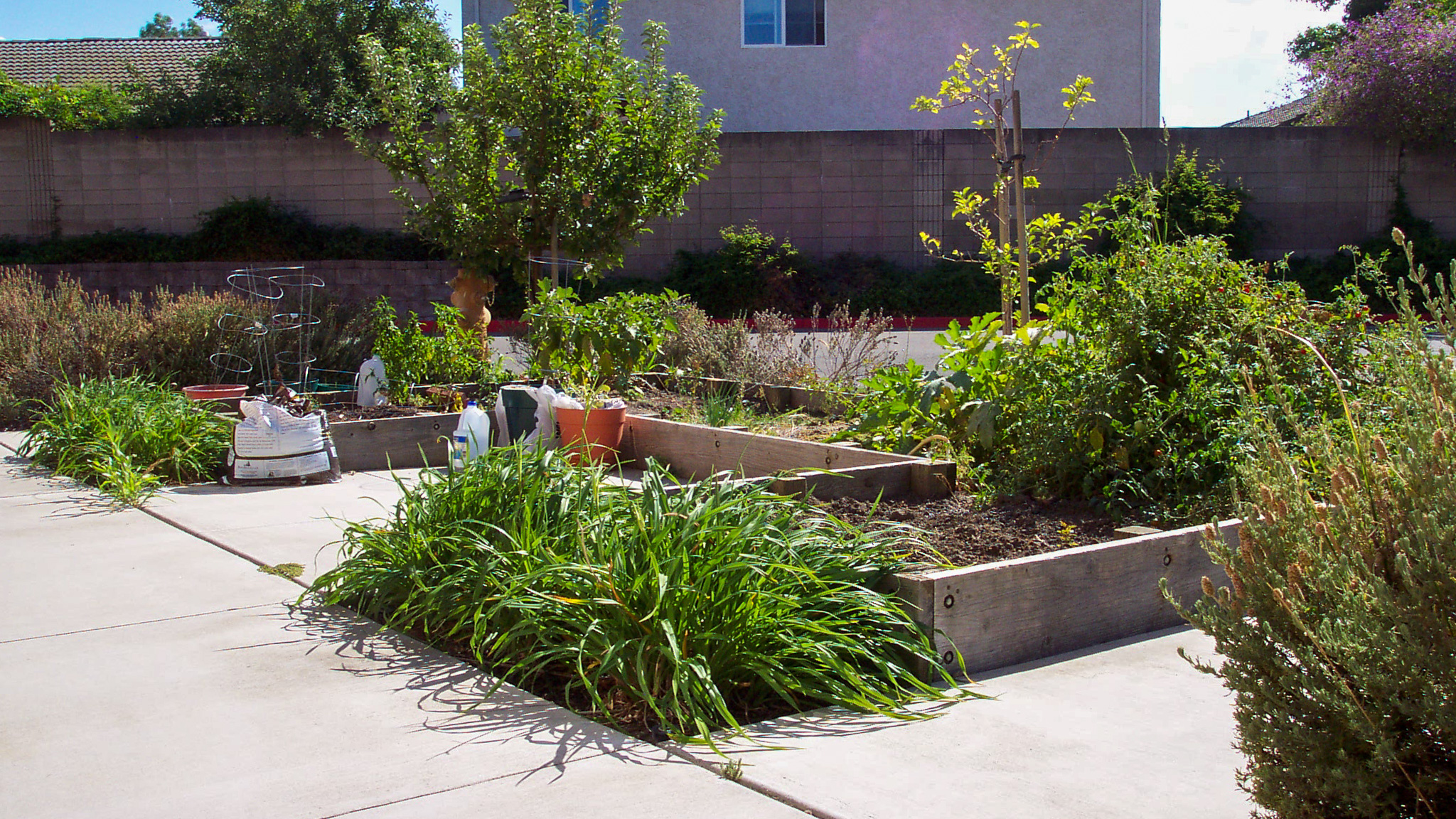 Community garden plots at Columbia Park Manor in Pittsburg, CA